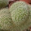 Trichocereus_huascha_cristata